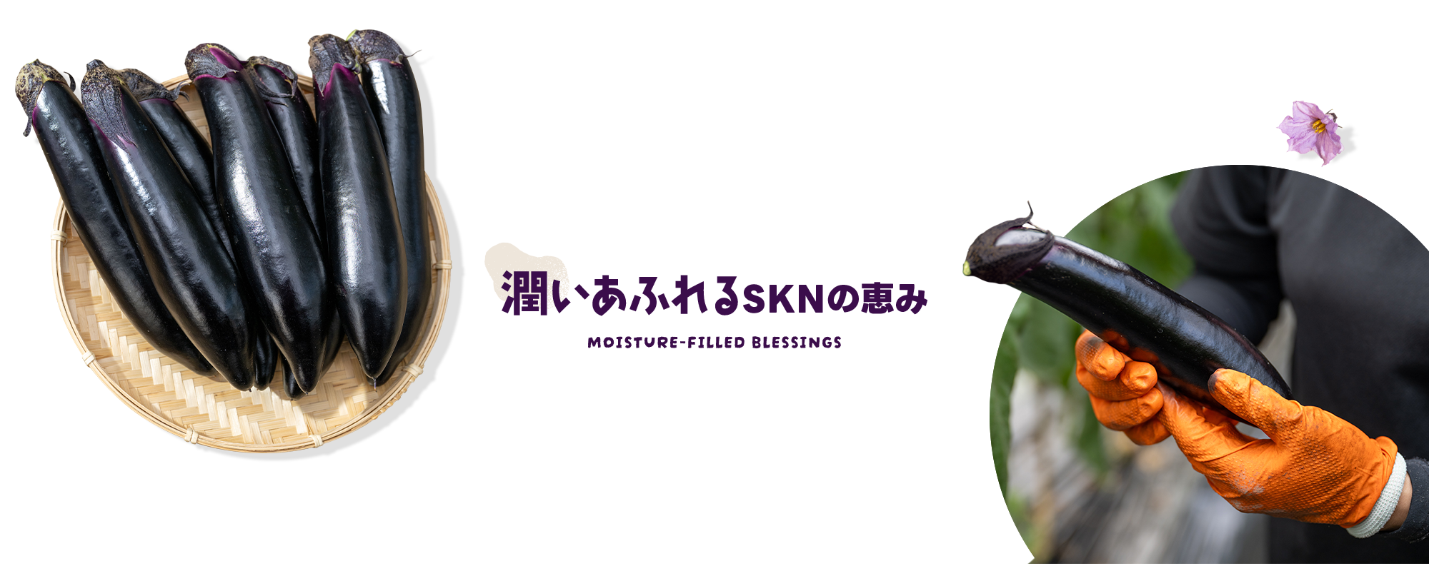 潤いあふれる、Farm SKNの恵み。