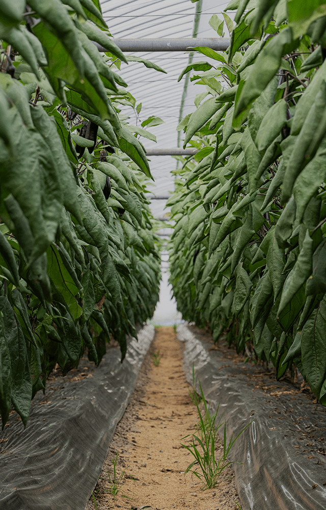熊本県熊本市の農家のなす美をお届け｜おいしいナスはFarmSKN
