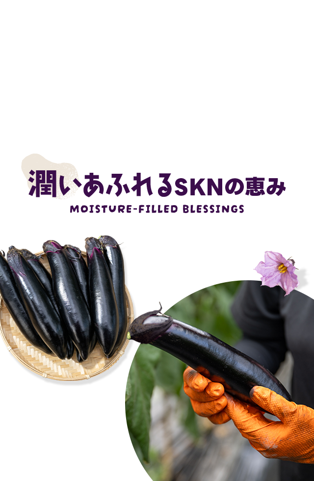 熊本県熊本市の農家のなす美をお届け｜おいしいナスはFarmSKN